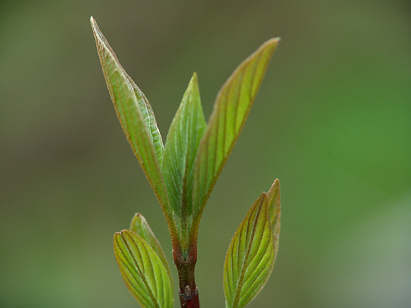 Image of Swida alba specimen.