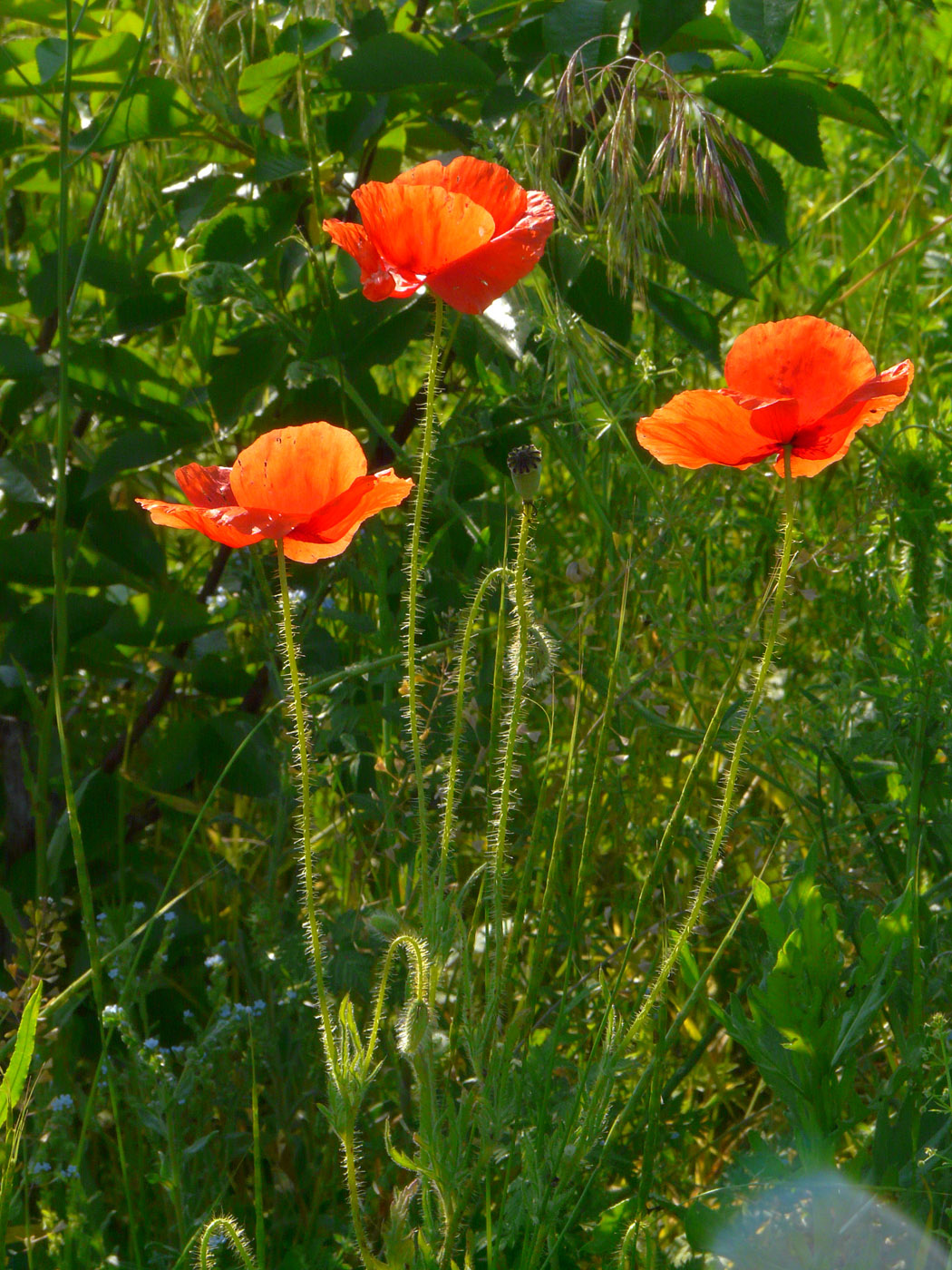 Image of Papaver rhoeas specimen.