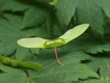 Acer japonicum