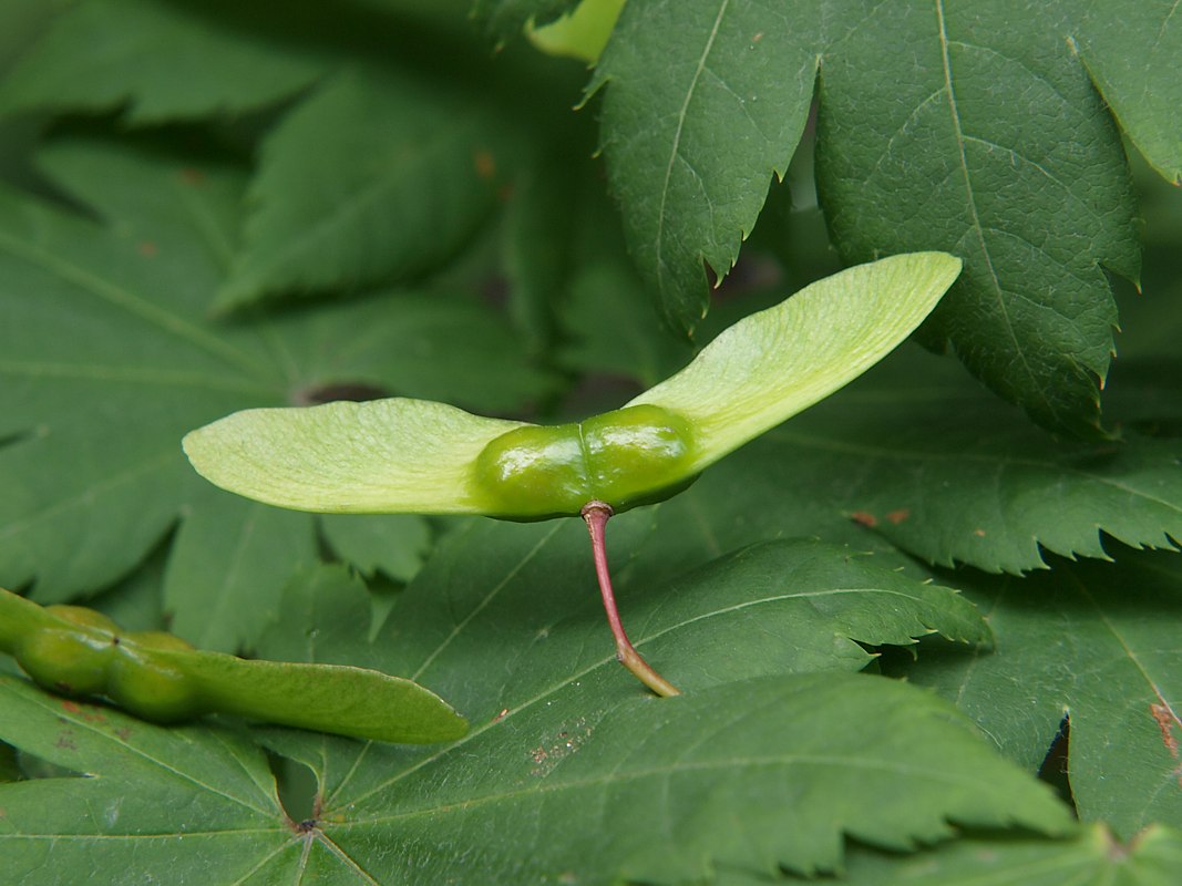 Image of Acer japonicum specimen.