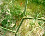 Apiaceae