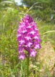 Anacamptis pyramidalis