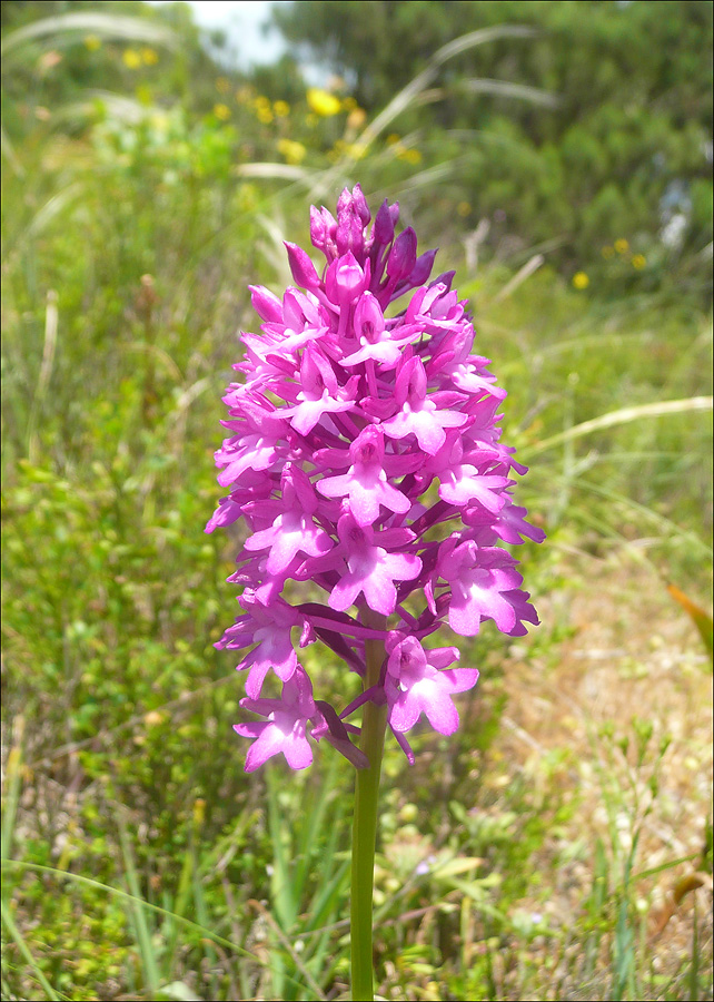 Изображение особи Anacamptis pyramidalis.