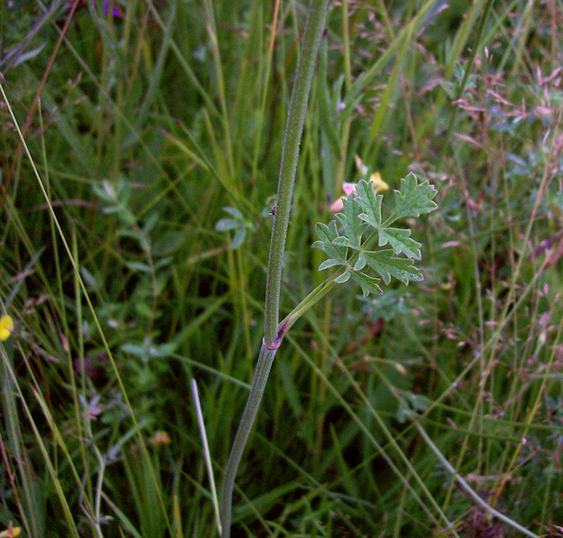 Image of Pimpinella saxifraga specimen.