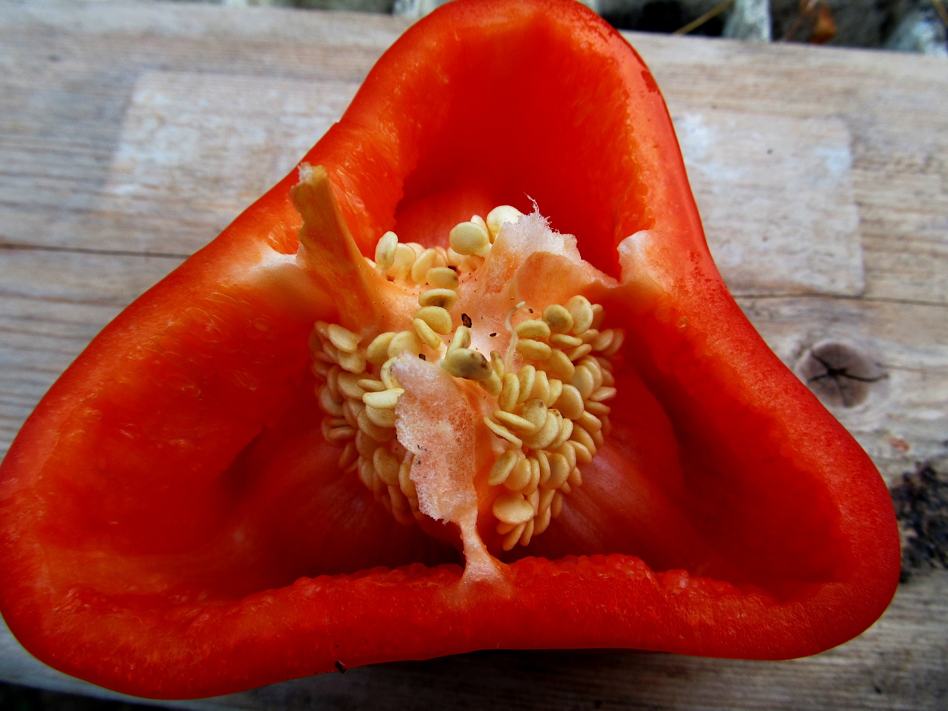 Image of Capsicum annuum specimen.