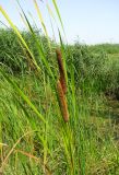 Typha angustifolia. Верхняя часть побегов с соцветиями. Астраханская обл., Икрянинский р-н, протока между ильменями Коптолва и Солёная Дорога. 14.08.2011.