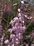 Calluna vulgaris