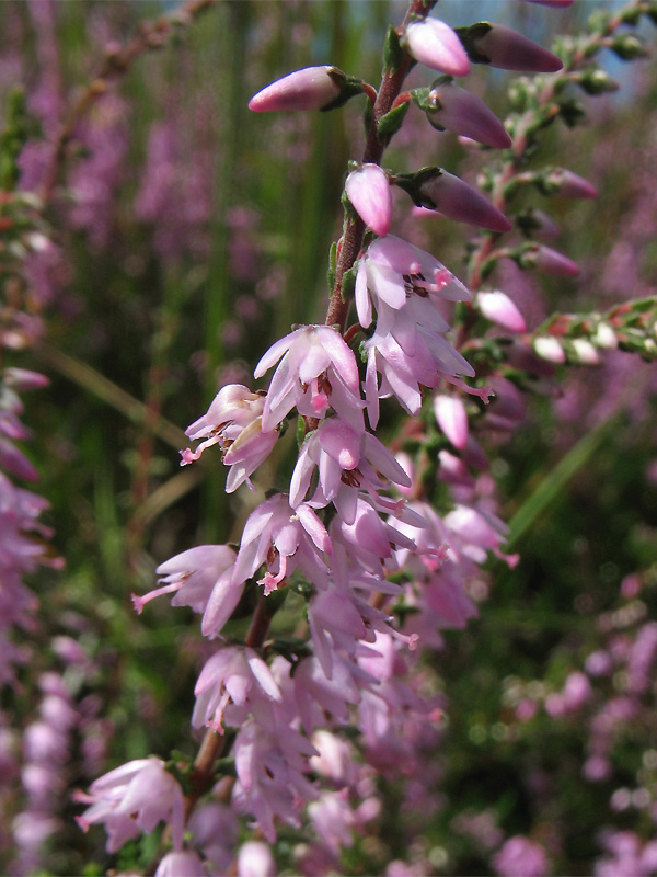 Image of Calluna vulgaris specimen.