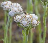 Antennaria dioica. Соцветия. Сахалин, Тымовский р-н, окр. с. Ясное, лиственичный лес. 30.06.2011.