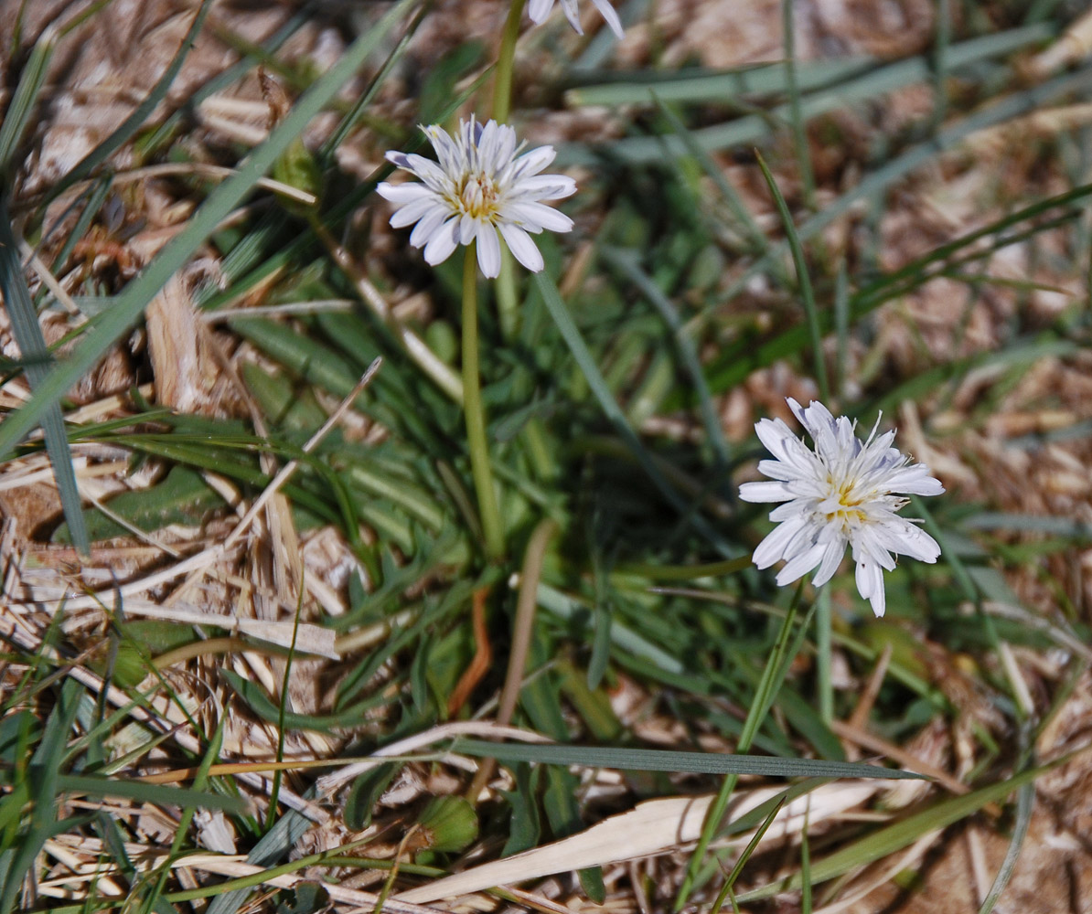 Изображение особи Taraxacum leucanthum.