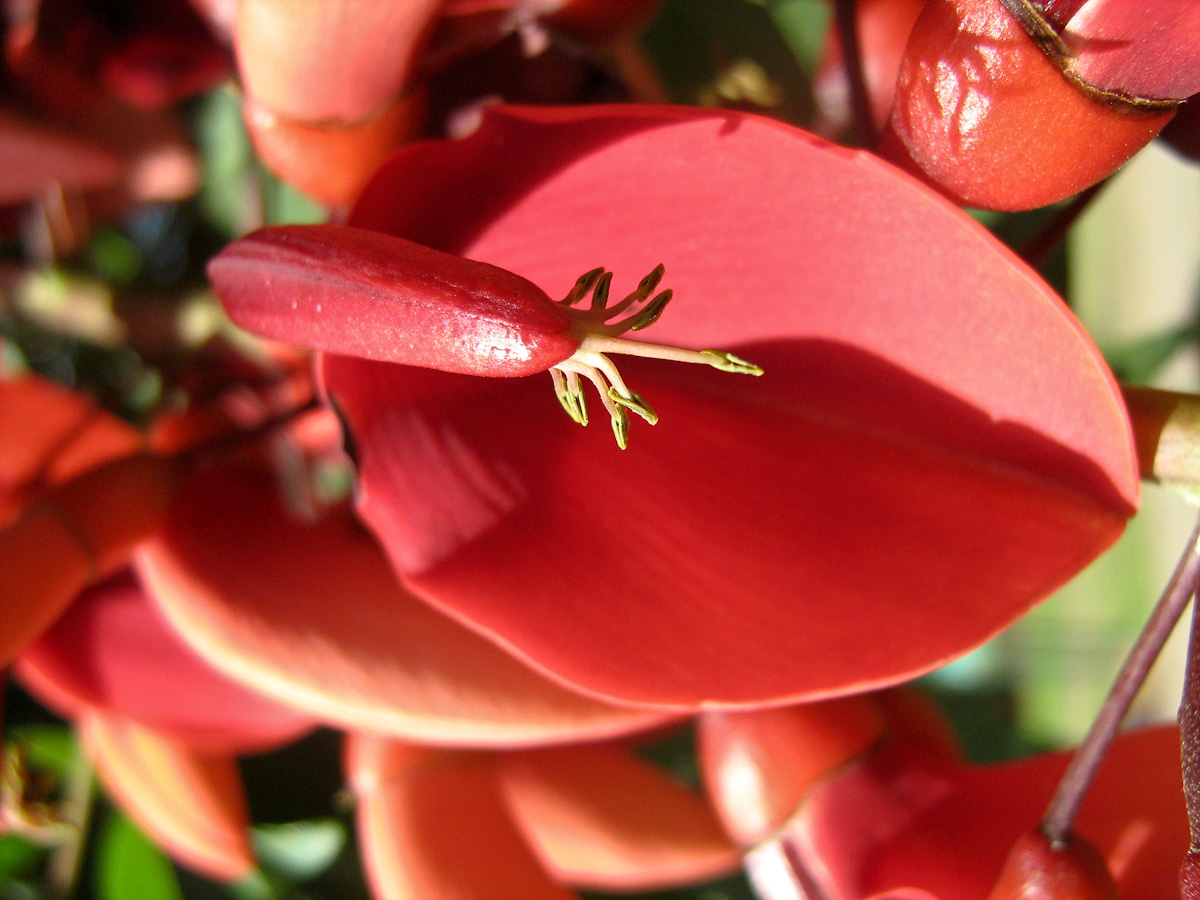 Изображение особи Erythrina crista-galli.