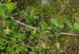 Image of taxon representative. Author is Эльвир Измайлов