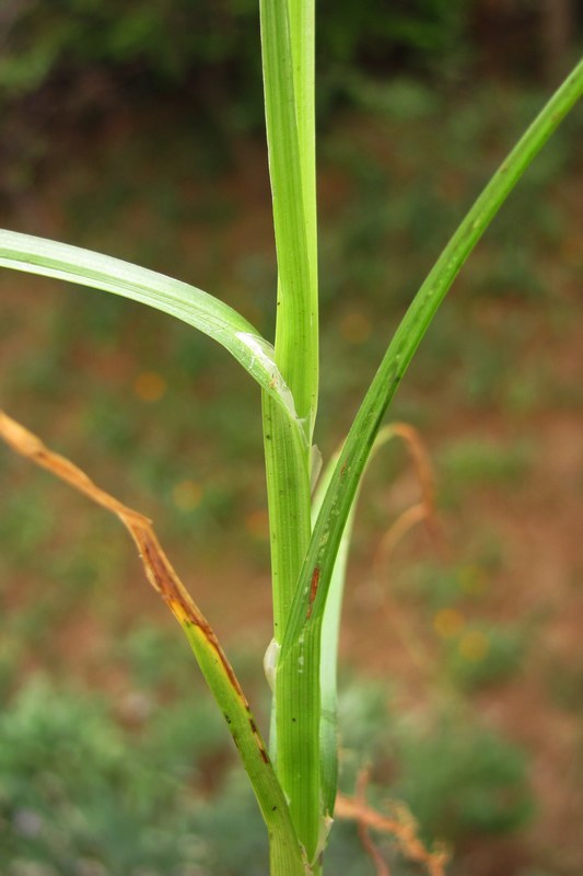 Image of Carex otrubae specimen.