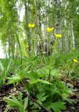 Ranunculus propinquus