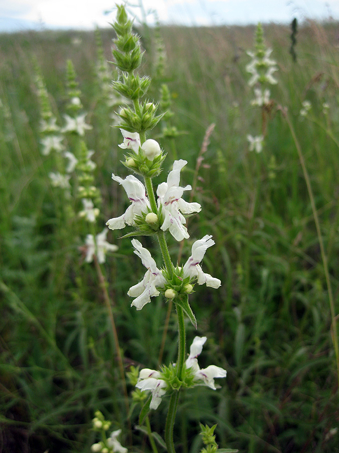 Изображение особи Stachys krynkensis.