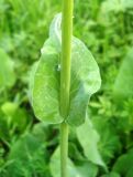 Ligularia glauca