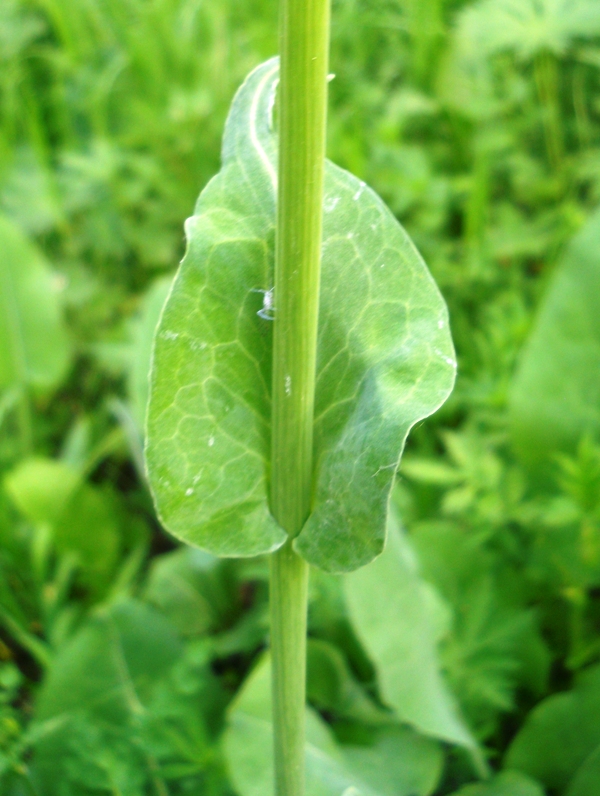 Изображение особи Ligularia glauca.