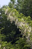 Robinia pseudoacacia