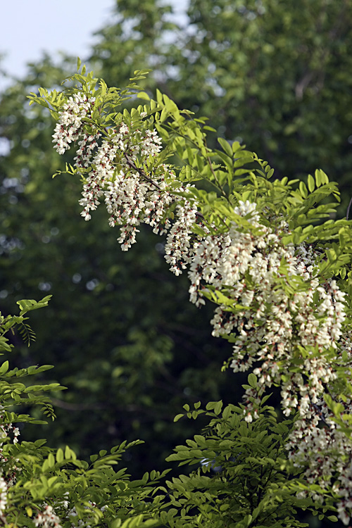 Изображение особи Robinia pseudoacacia.