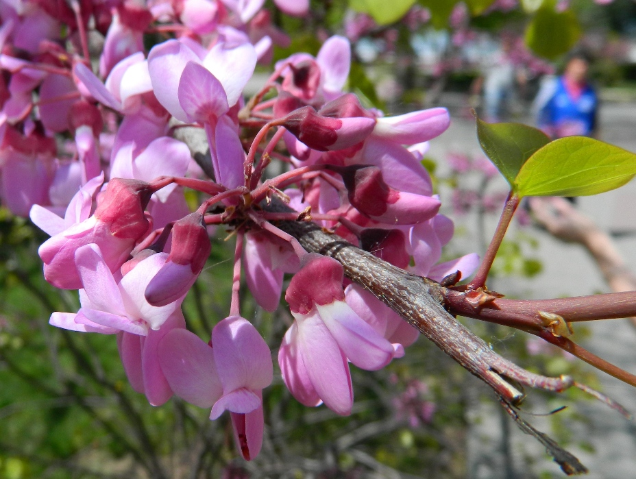 Image of Cercis siliquastrum specimen.