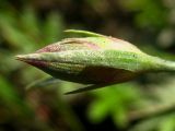 Dianthus versicolor