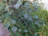 род Betula