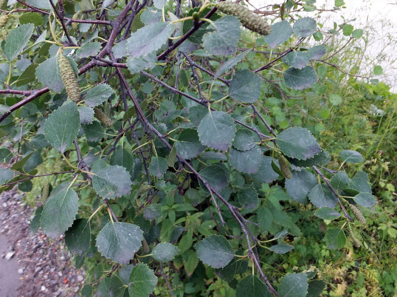 Image of genus Betula specimen.