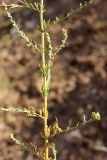 Artemisia serotina