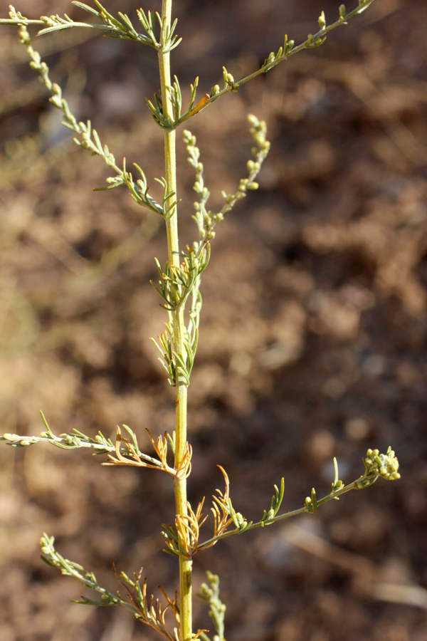 Изображение особи Artemisia serotina.