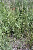Bolboschoenus maritimus. Цветущее растение. Южный Казахстан, правобережье Сыр-Дарьи выше устья Арыси. 29.05.2012.