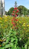Salvia coccinea. Цветущее растение. Австрия, Вена, парк Зигмунд-Фройд. 10.09.2012.