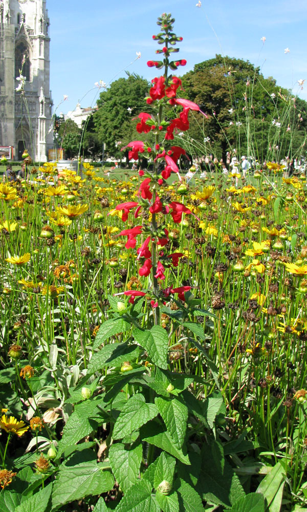 Image of Salvia coccinea specimen.