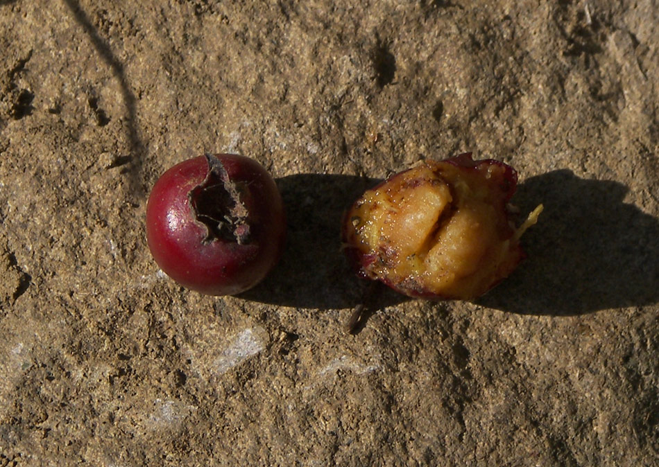 Image of Crataegus caucasica specimen.