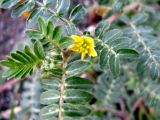 Tribulus terrestris