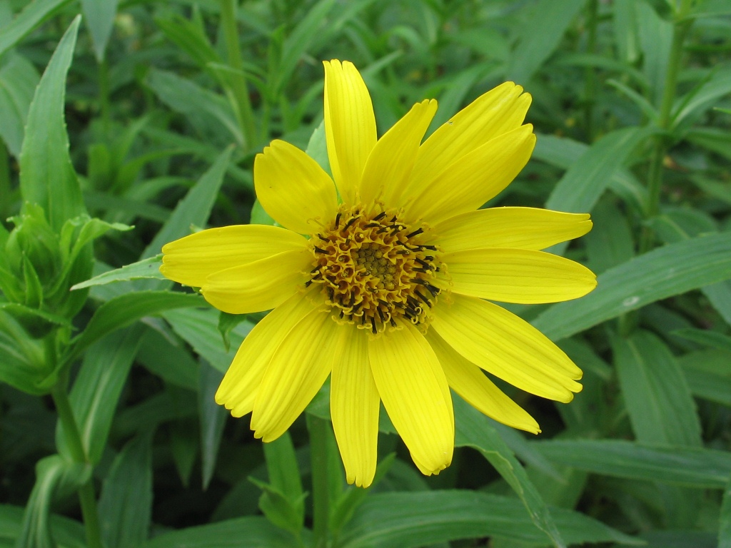 Image of Arnica sachalinensis specimen.