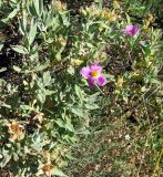 Cistus albidus. Часть цветущего и плодоносящего куста. Испания, Каталония, Барселона, монастырь Монтсеррат, у тропы по склону горы. 25.06.2012.