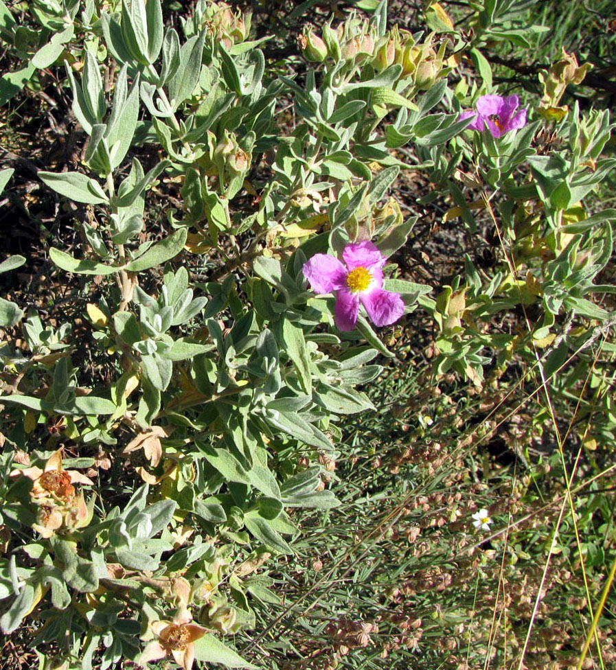 Изображение особи Cistus albidus.