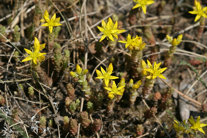 Изображение особи Sedum acre.