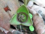 Asarum sieboldii