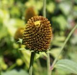 Rudbeckia laciniata