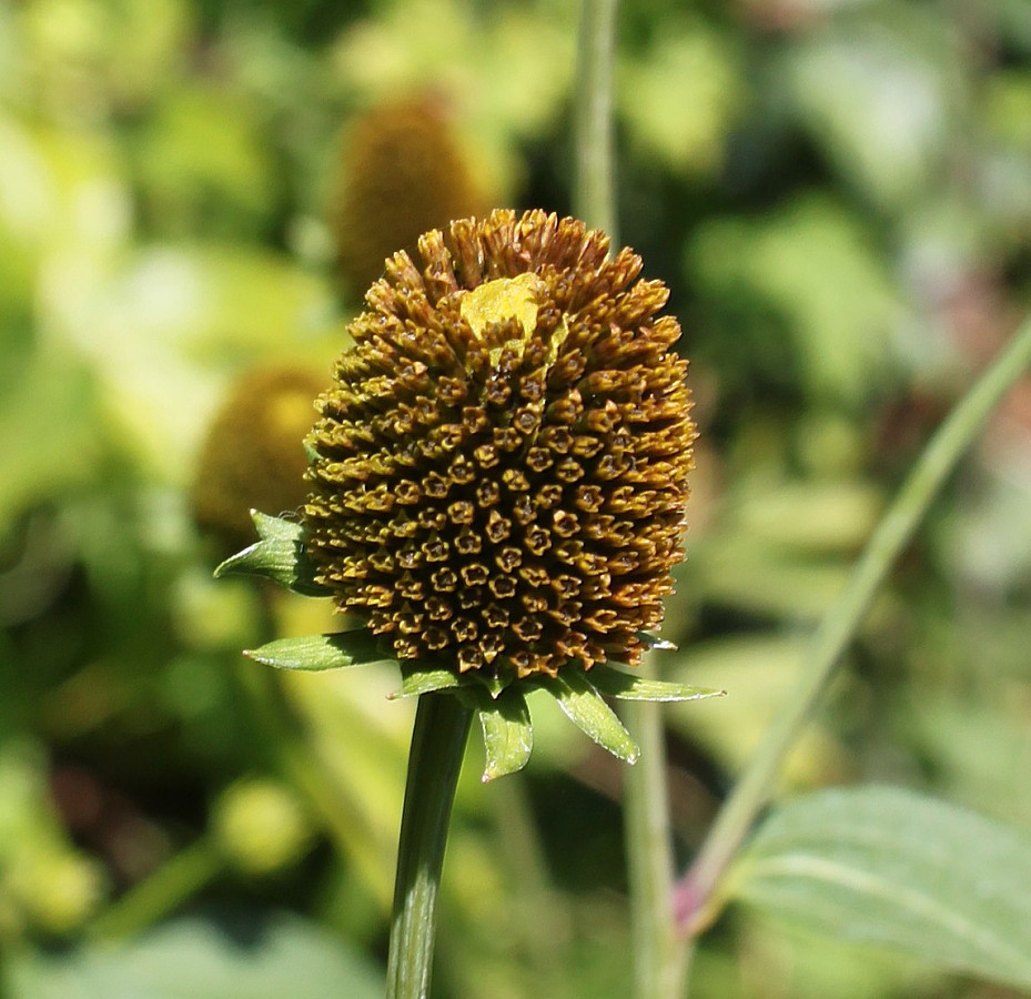 Image of Rudbeckia laciniata specimen.