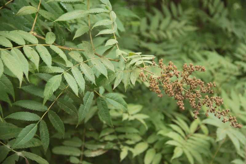 Изображение особи Sorbaria sorbifolia.