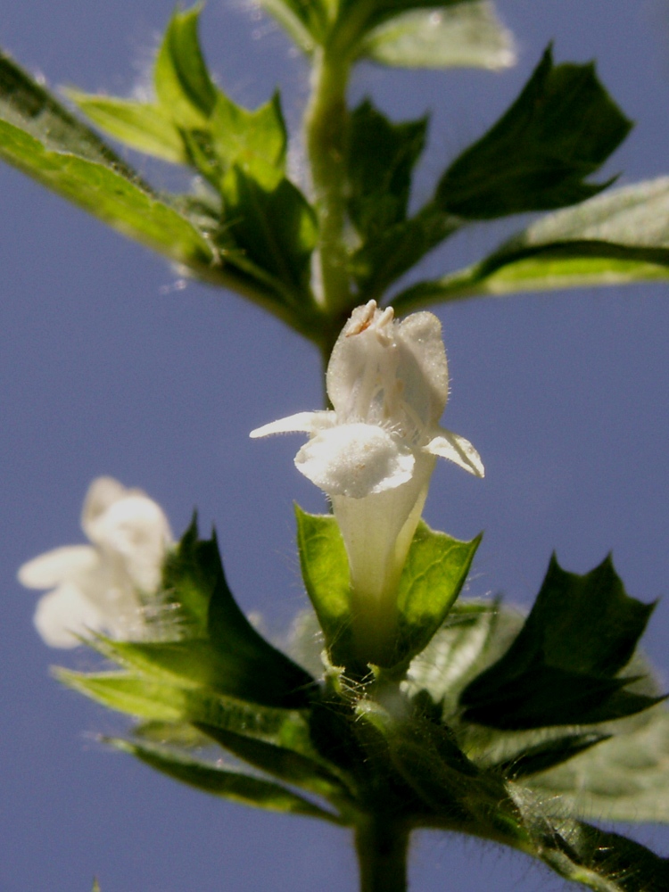 Изображение особи Melissa officinalis.