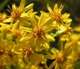 Solidago virgaurea subspecies dahurica. Часть соцветия. Хабаровский край, Ванинский р-н, окр. пос. Высокогорный, лиственничник кустарниковый. 15.08.2012.