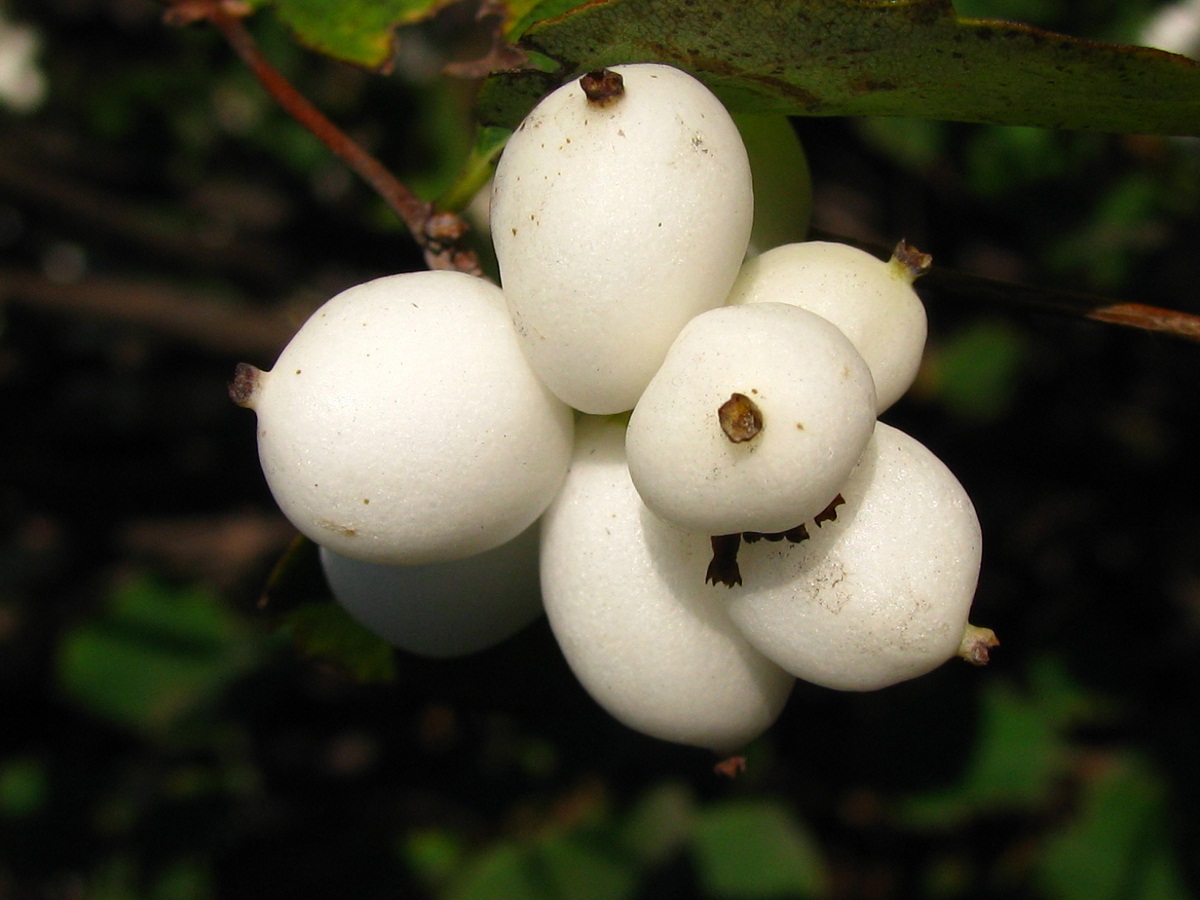 Изображение особи Symphoricarpos albus var. laevigatus.