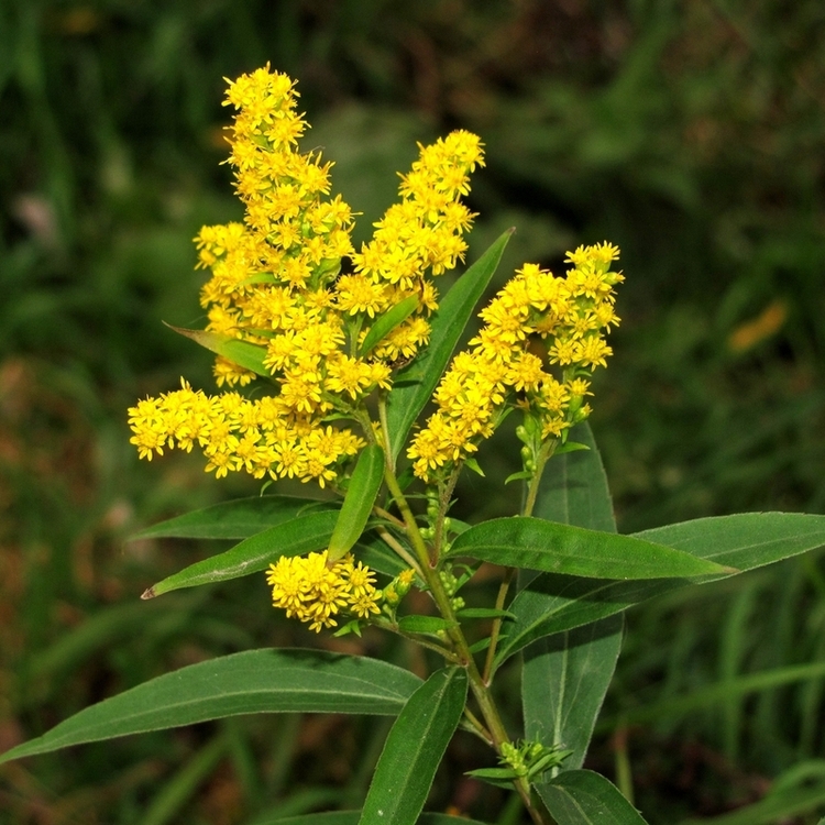 Изображение особи Solidago gigantea.