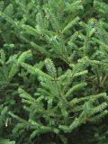 Picea mariana