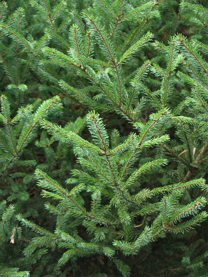 Изображение особи Picea mariana.