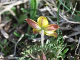 Anemone petiolulosa