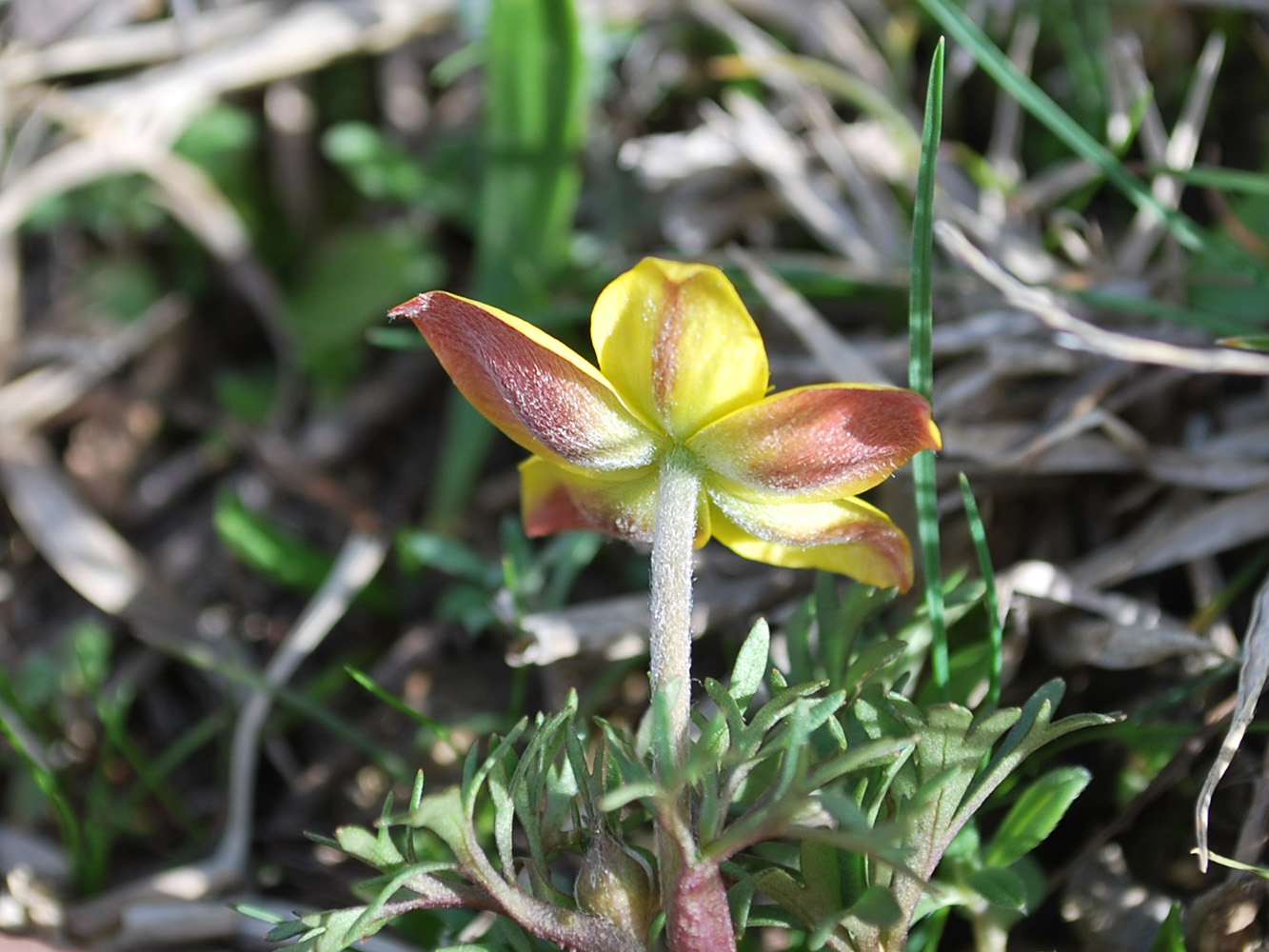 Изображение особи Anemone petiolulosa.